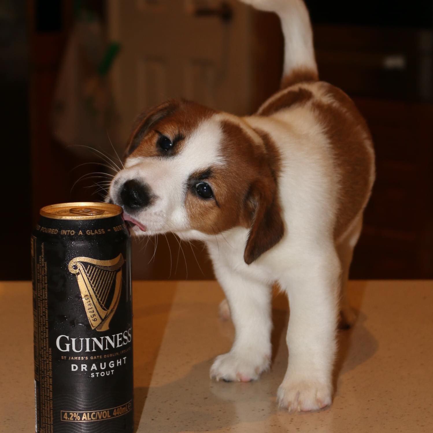 A brown and white puppy sniffing a can of guinness